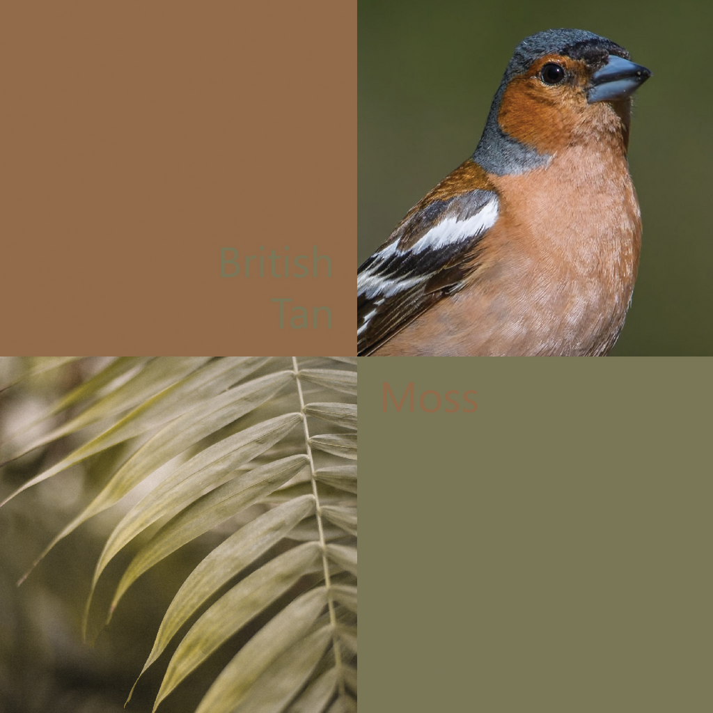 British-Tan-&-Moss