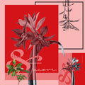 Staree - Cotton Scarf