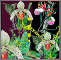 Whimsy Wilds