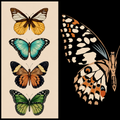 Midnight Butterfly